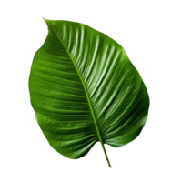 TurkCocoa Source